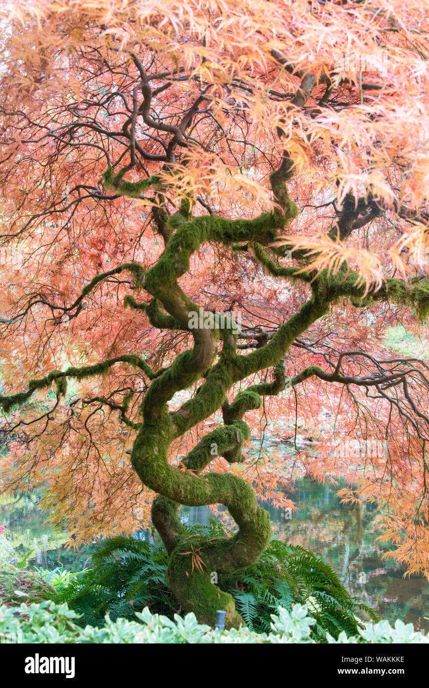 USA, Washington State. Japanese maple in fall color. Sculptural trunk ...