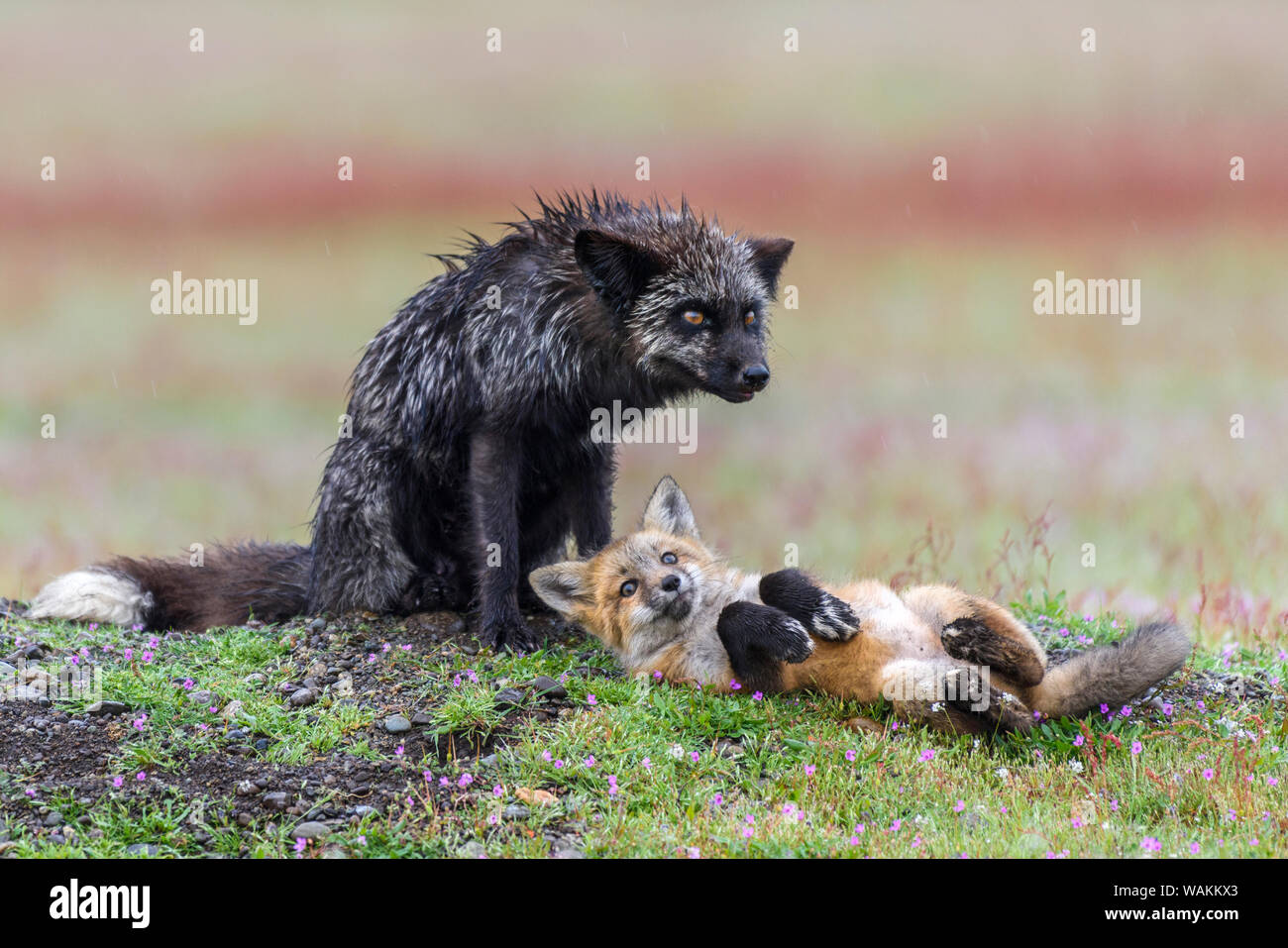 USA, Washington State. Red fox vixen and kit. Stock Photo