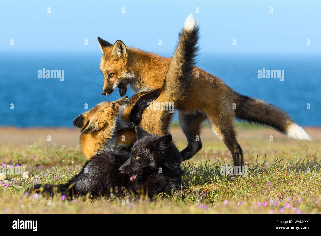 USA, Washington State. Red fox kits playing. Stock Photo