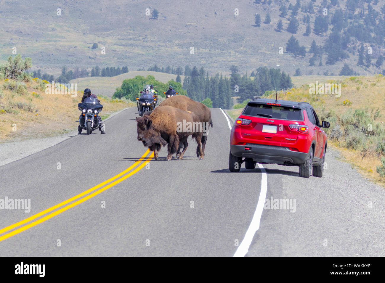 USA, Wyoming, Yellowstone National Park. Buffalos stopping road traffic. Credit as: Fred Lord / Jaynes Gallery / DanitaDelimont.com Stock Photo