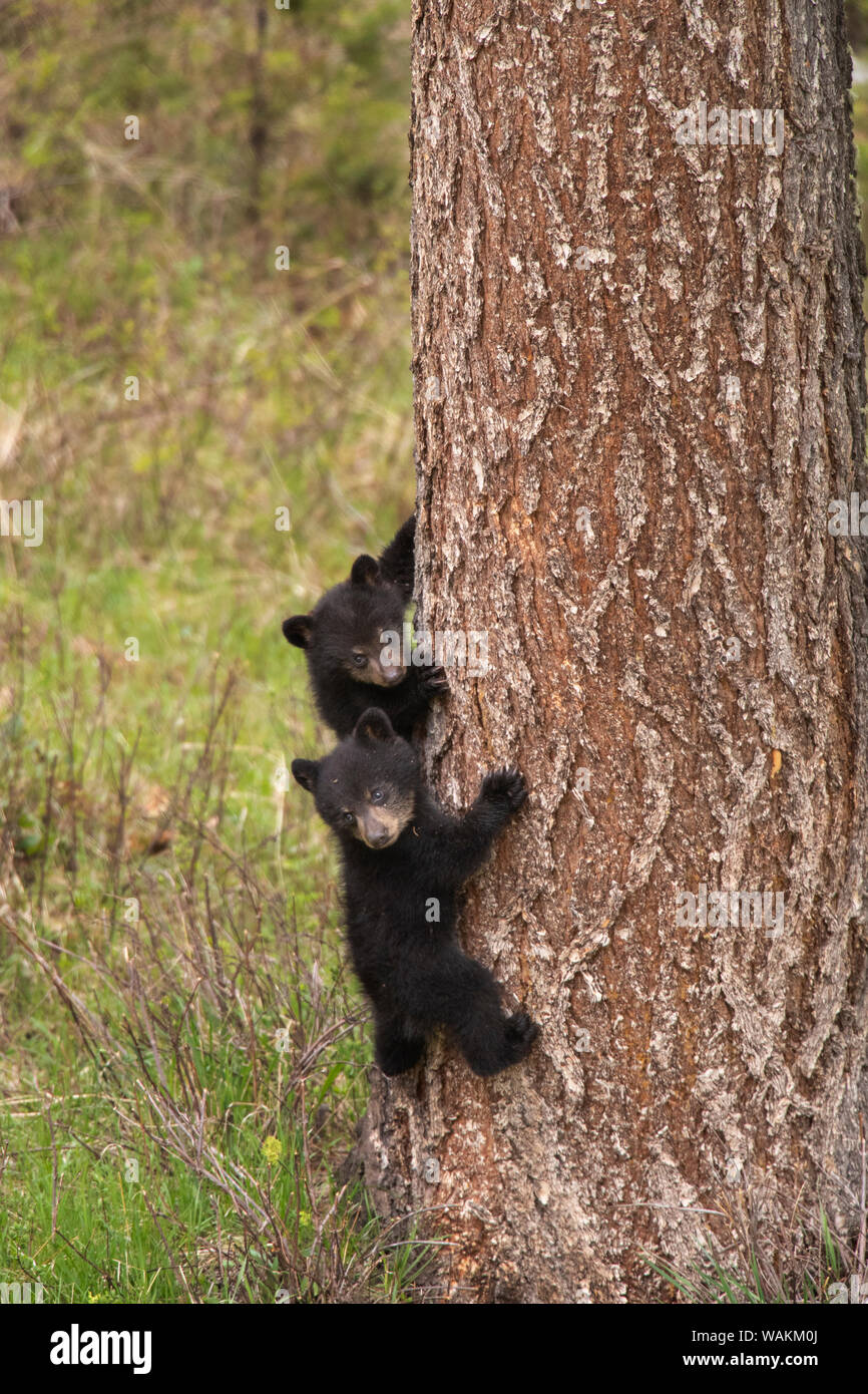 USA, Wyoming, Yellowstone National Park. Black bear cubs climb pine tree. Credit as: Don Grall / Jaynes Gallery / DanitaDelimont.com Stock Photo