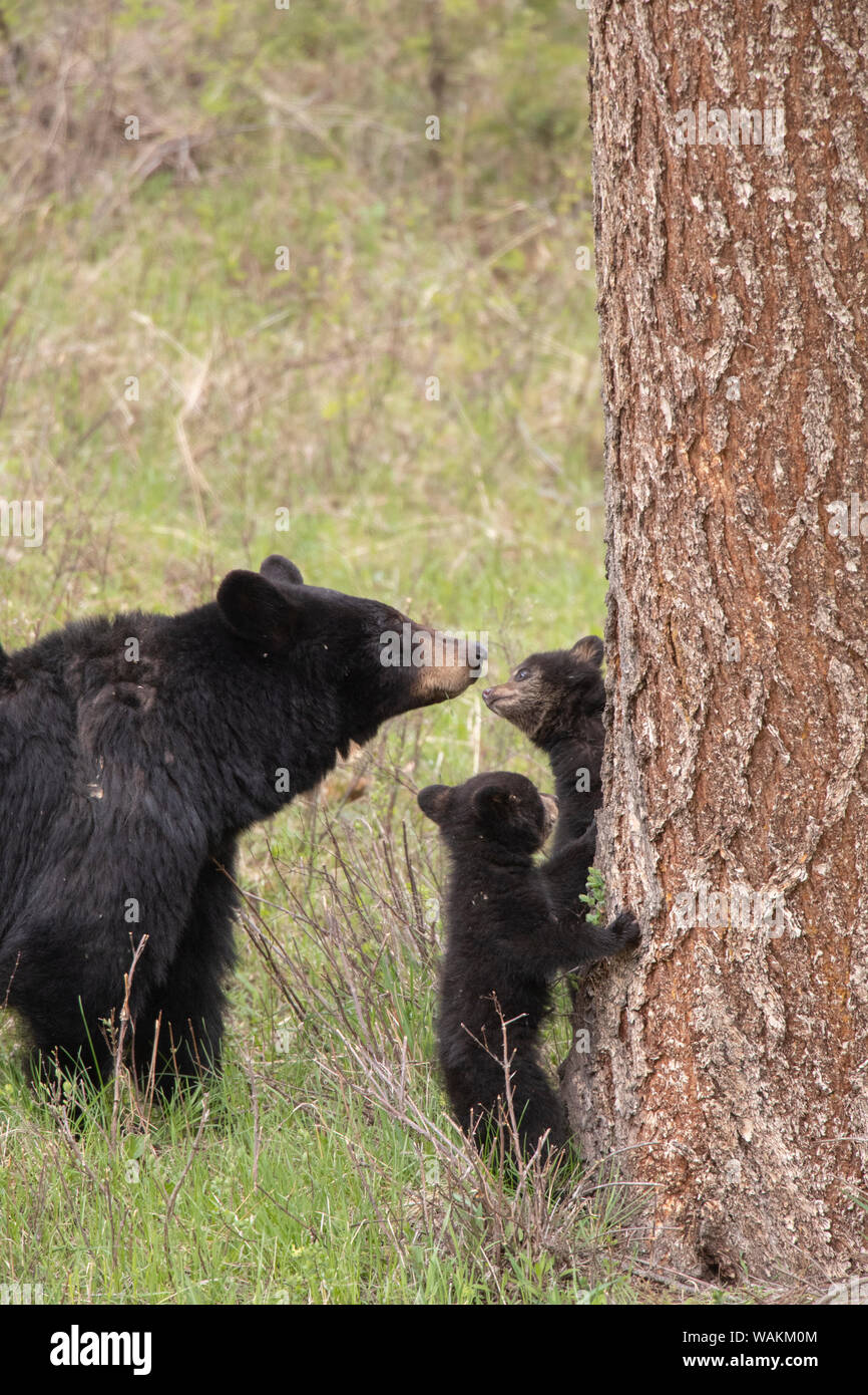 USA, Wyoming, Yellowstone National Park. Black bear cubs and mother bear. Credit as: Don Grall / Jaynes Gallery / DanitaDelimont.com Stock Photo