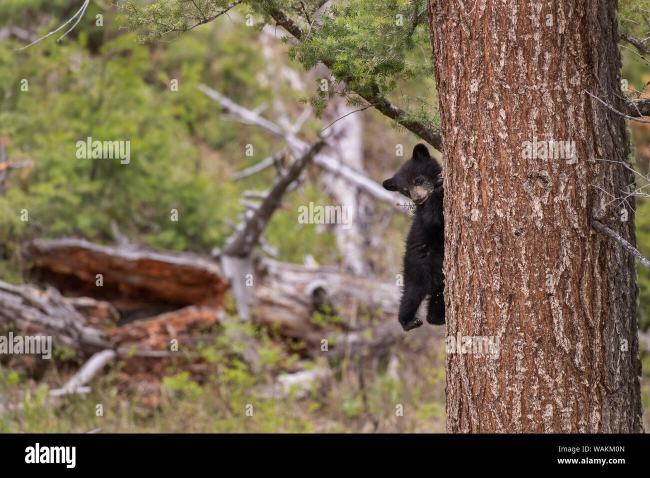 USA, Wyoming, Yellowstone National Park. Black bear cub climbs pine tree. Credit as: Don Grall / Jaynes Gallery / DanitaDelimont.com Stock Photo