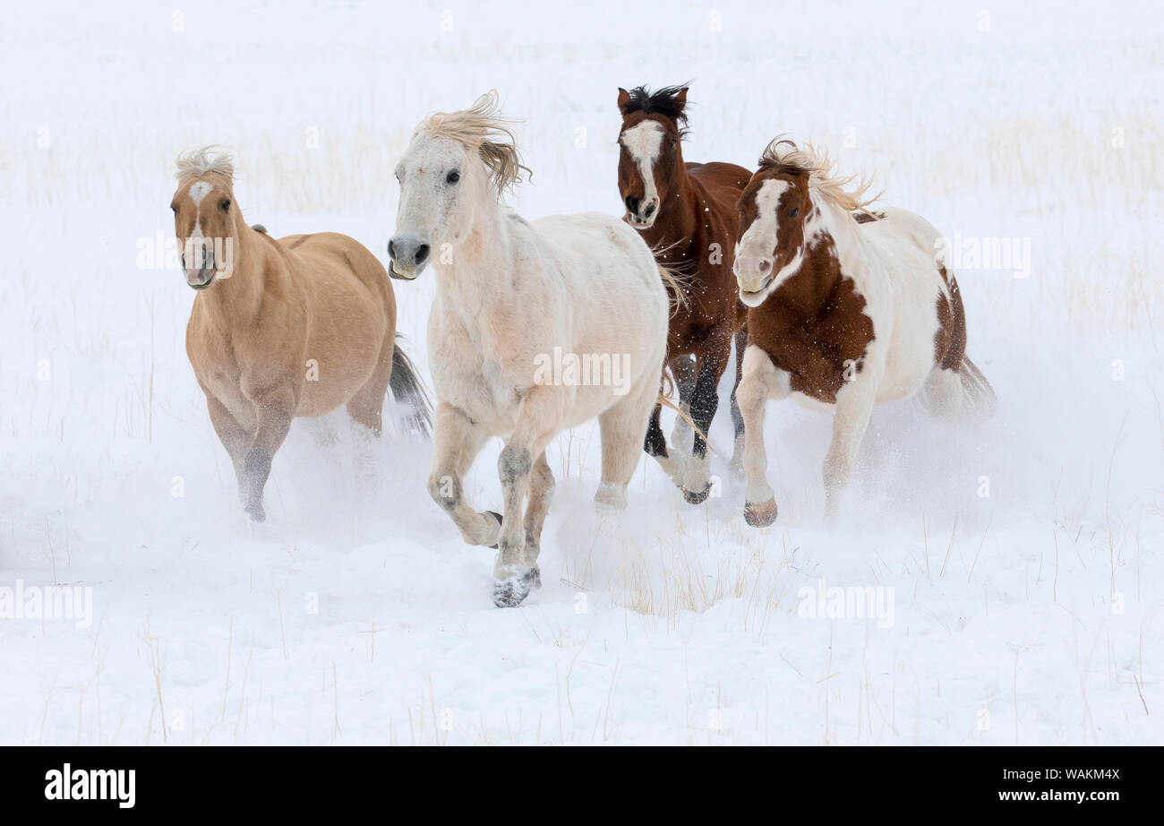 Cowboy horse drive on Hideout Ranch, Shell, Wyoming. Herd of horses running in snow. Stock Photo