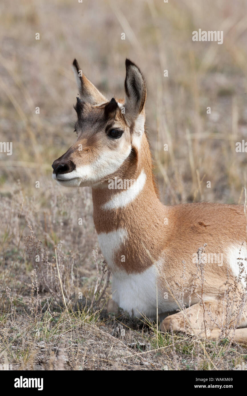 USA, Wyoming, Yellowstone National Park, pronghorn antelope (Antilocapra americana). Young pronghorn rests in the sagebrush. Stock Photo