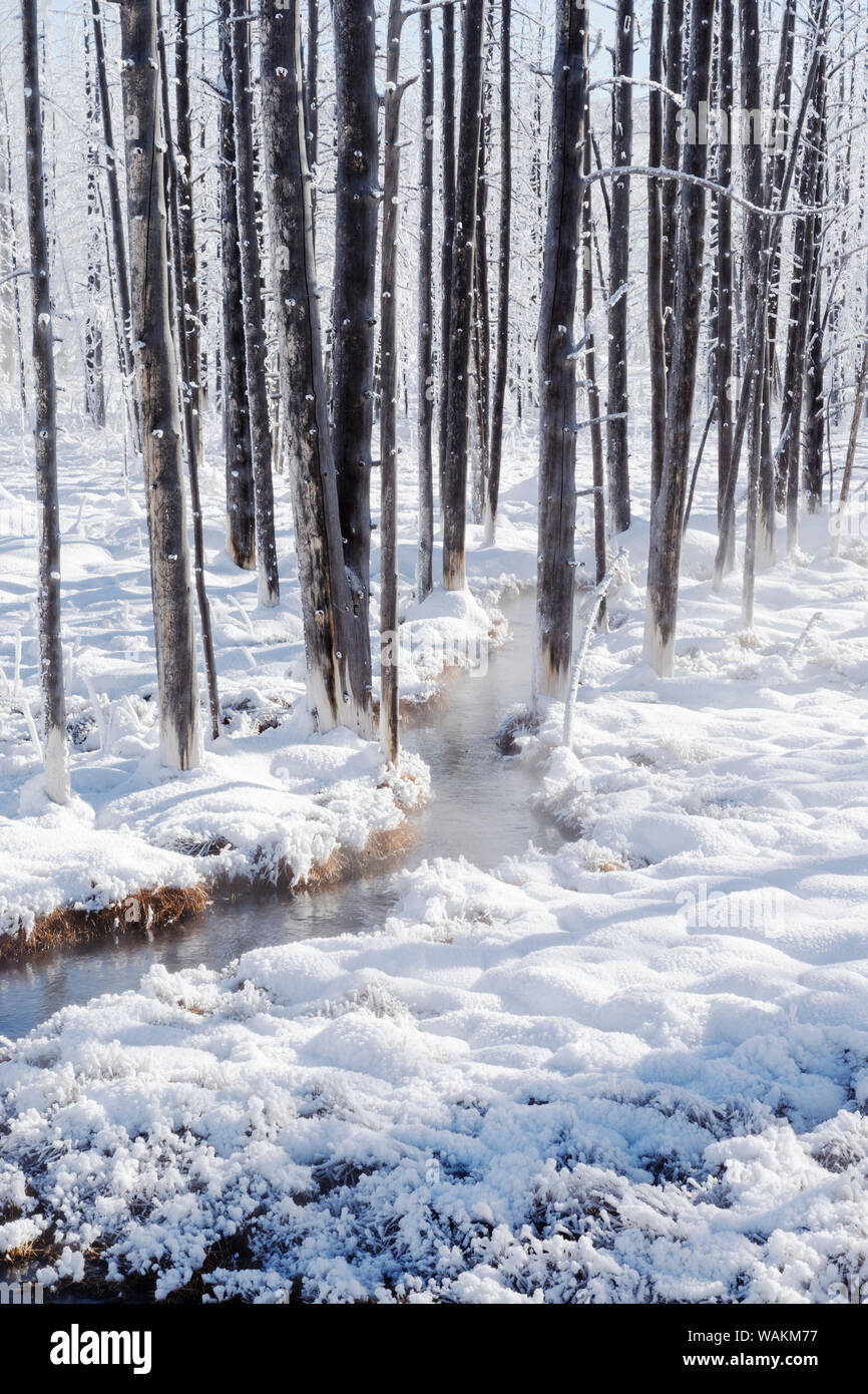 USA, Wyoming, Yellowstone National Park, near Midway Geyser Basin. Frosty trees in the snow near the Midway Geyser Basin with a thermal stream running between them. Stock Photo