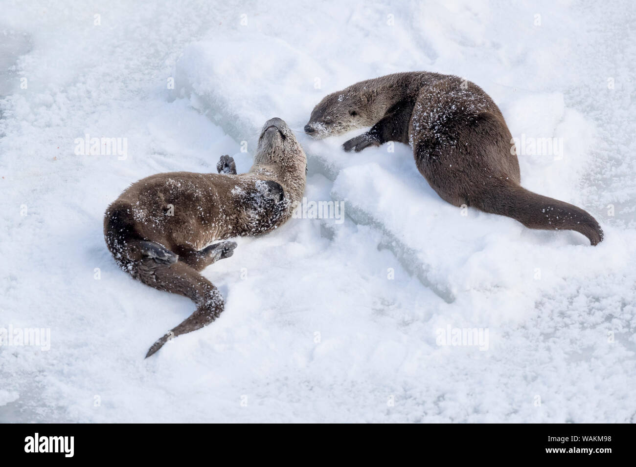 USA, Wyoming, Yellowstone National Park. One northern river otter rolling in the snow while another one looking on. Stock Photo