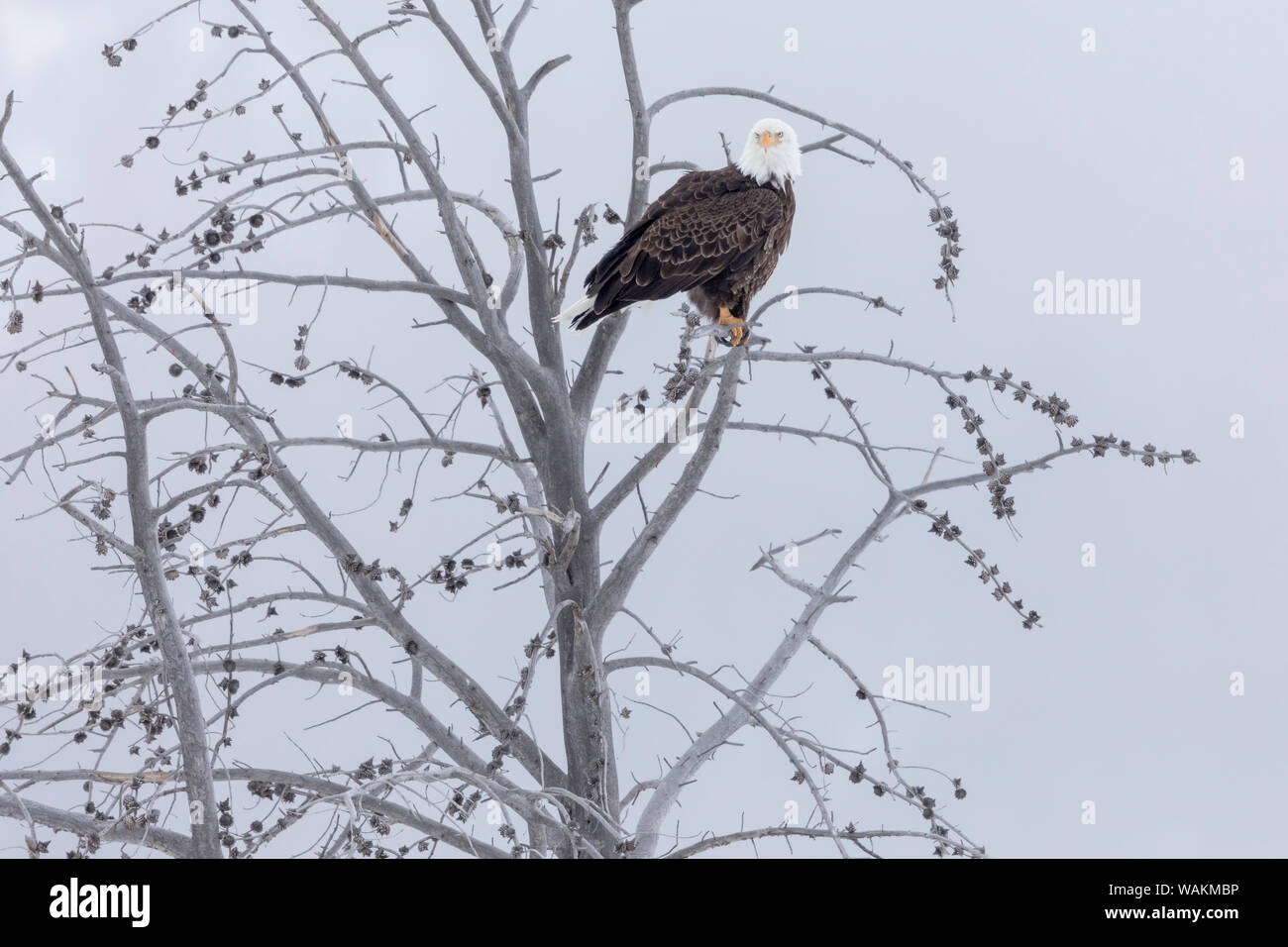 Bald eagle habitat hi-res stock photography and images - Alamy