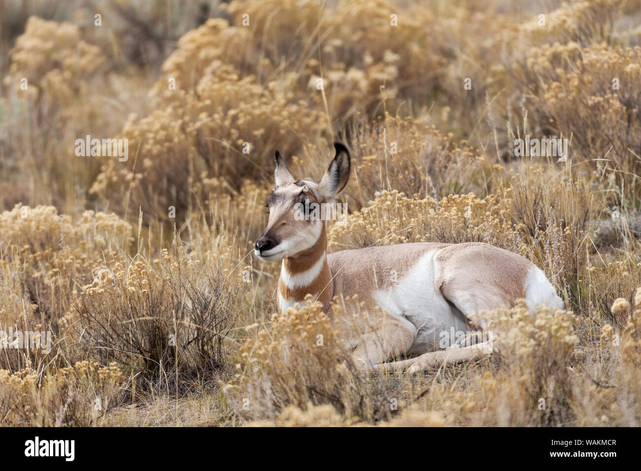 Usa, Wyoming, Yellowstone National Park. Young pronghorn resting in sagebrush. Stock Photo