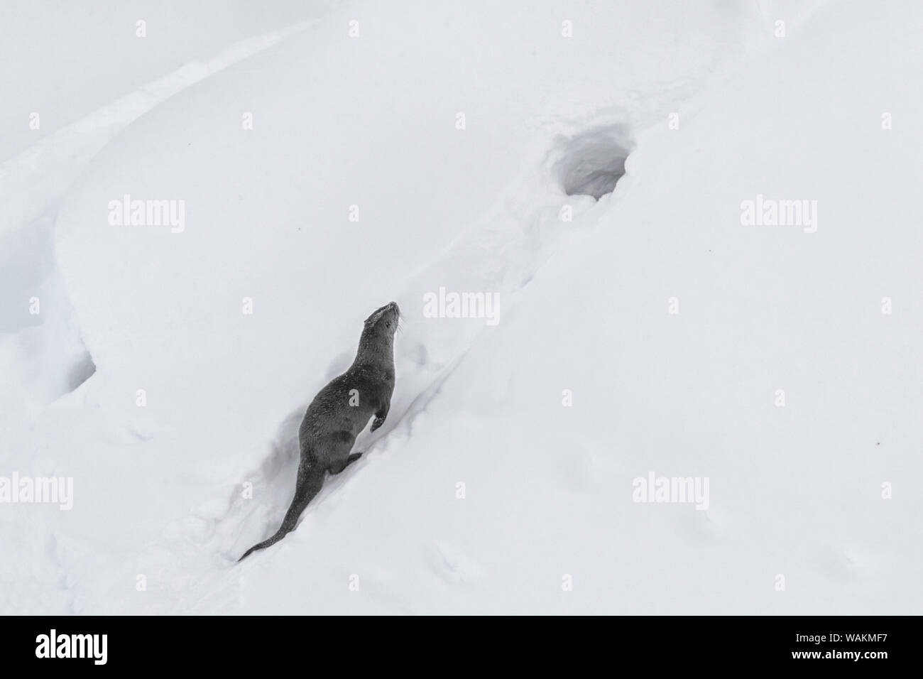 Usa, Wyoming, Yellowstone National Park. Northern river otter runs up the snow slide to its den. Stock Photo