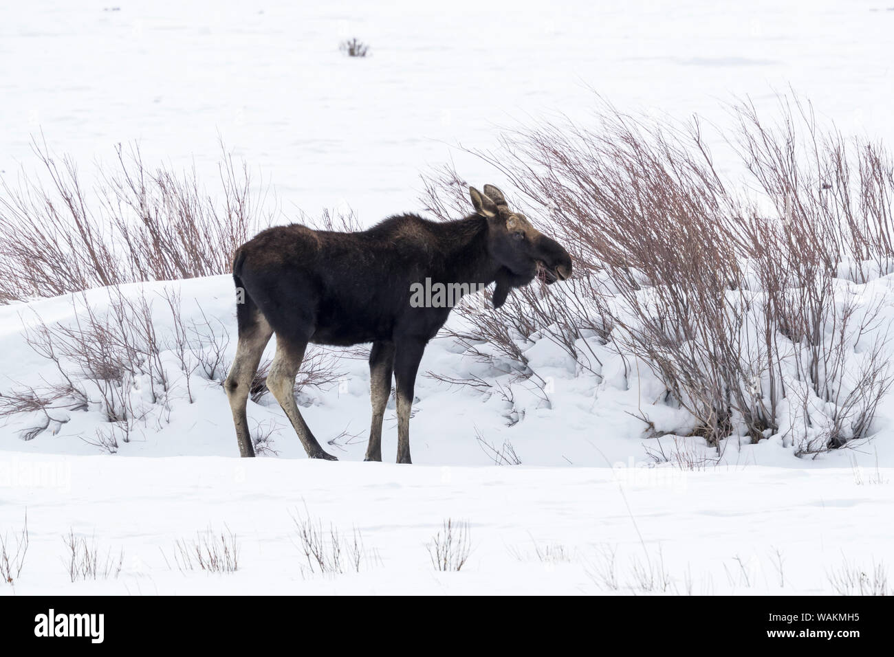 Usa, Wyoming, Yellowstone National Park. Moose browsing on willows