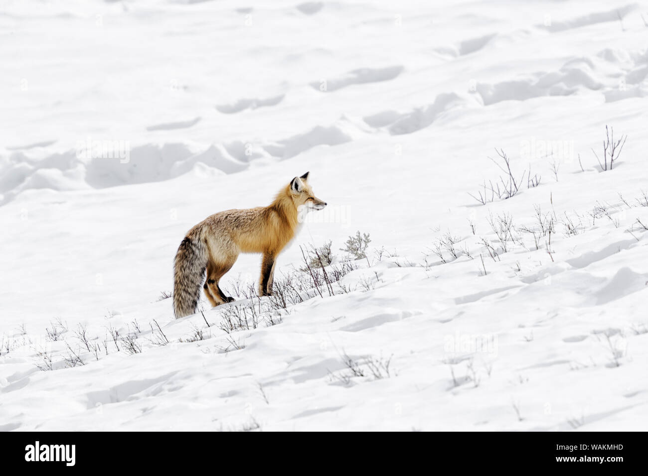Usa, Wyoming, Yellowstone National Park. Red fox surveys the scene. Stock Photo