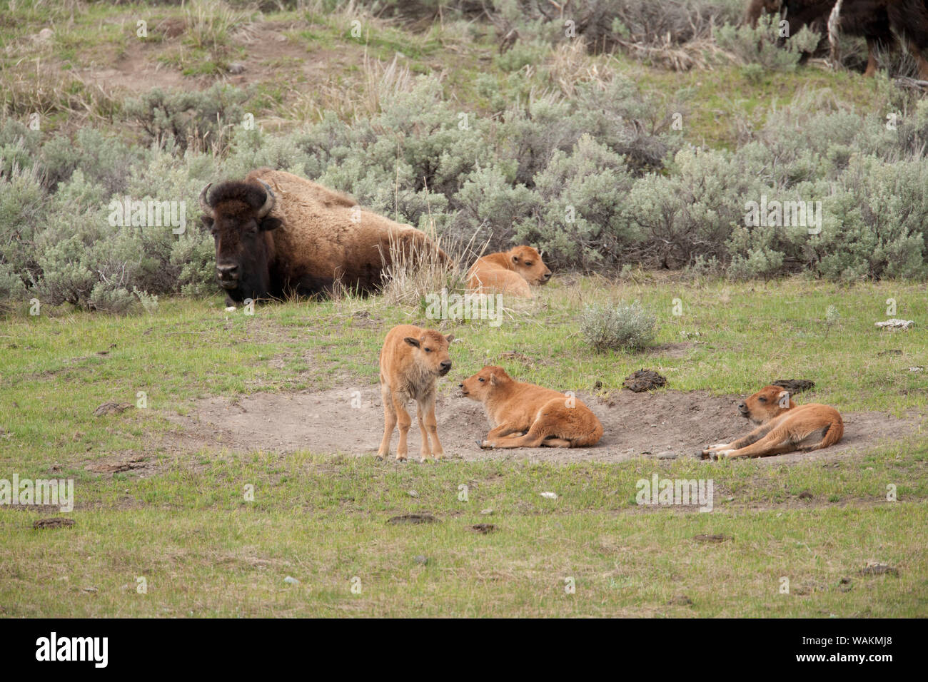 Yellowstone National Park, Wyoming, USA. Bison calves in a dust wallow. Stock Photo