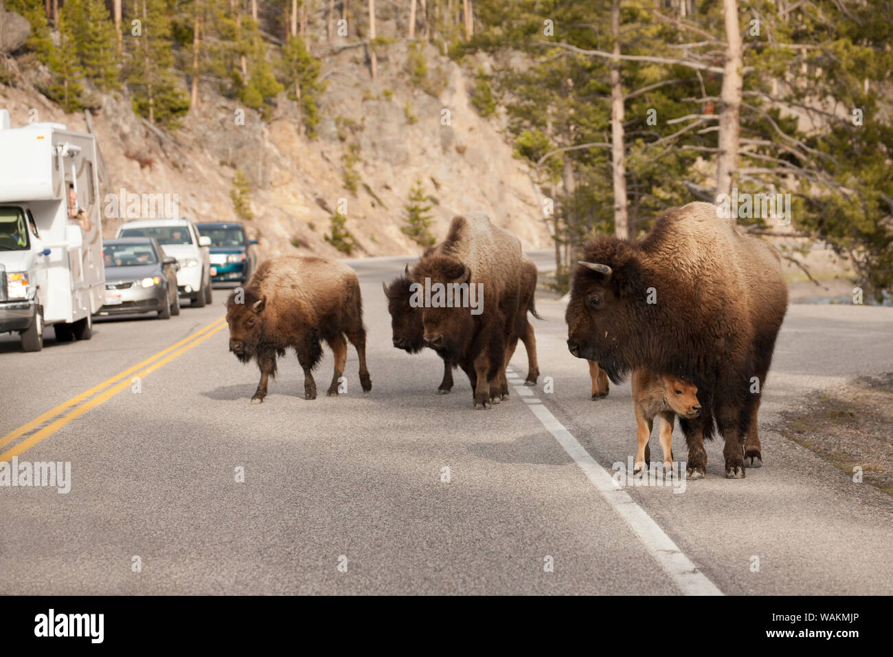 Yellowstone National Park, Wyoming, USA. Bison walking down the middle of the road, next to cars. Stock Photo