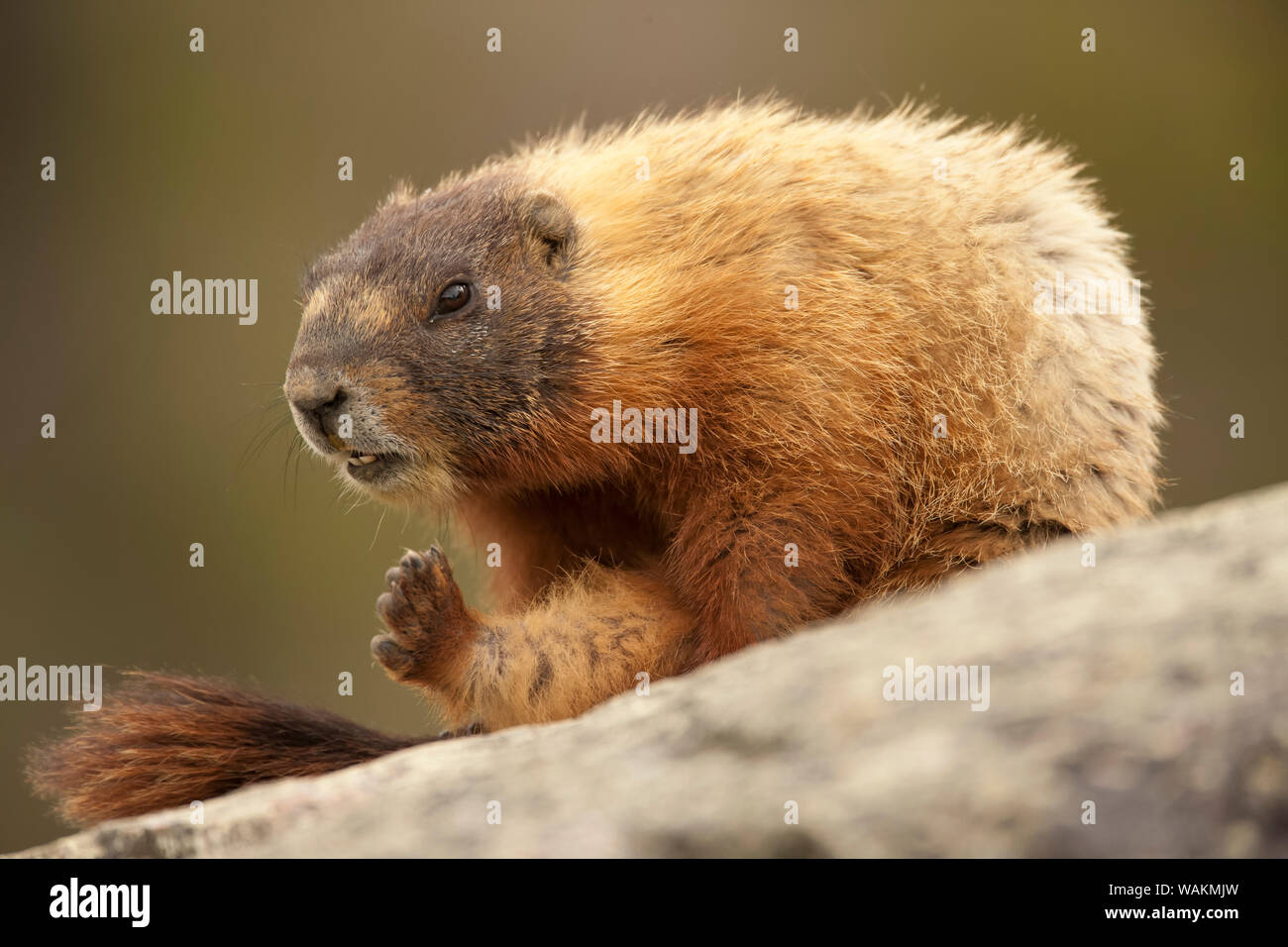 Yellowstone National Park, Wyoming, USA. Yellow-bellied marmot grooming itself while sitting on a boulder. Stock Photo