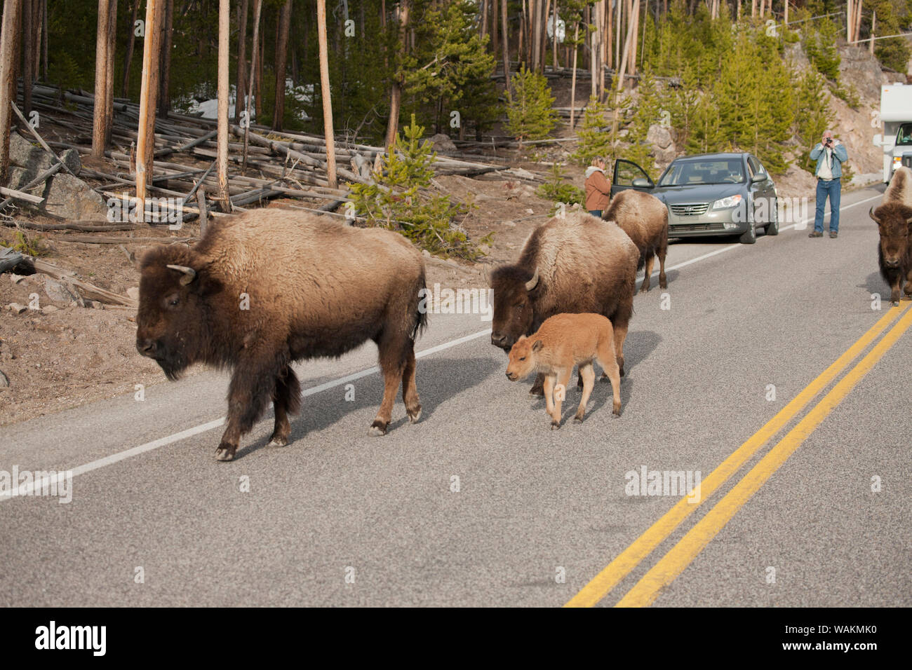 Yellowstone National Park, Wyoming, USA. Bison walking down the middle of the road, next to people and cars. (Editorial use only) Stock Photo