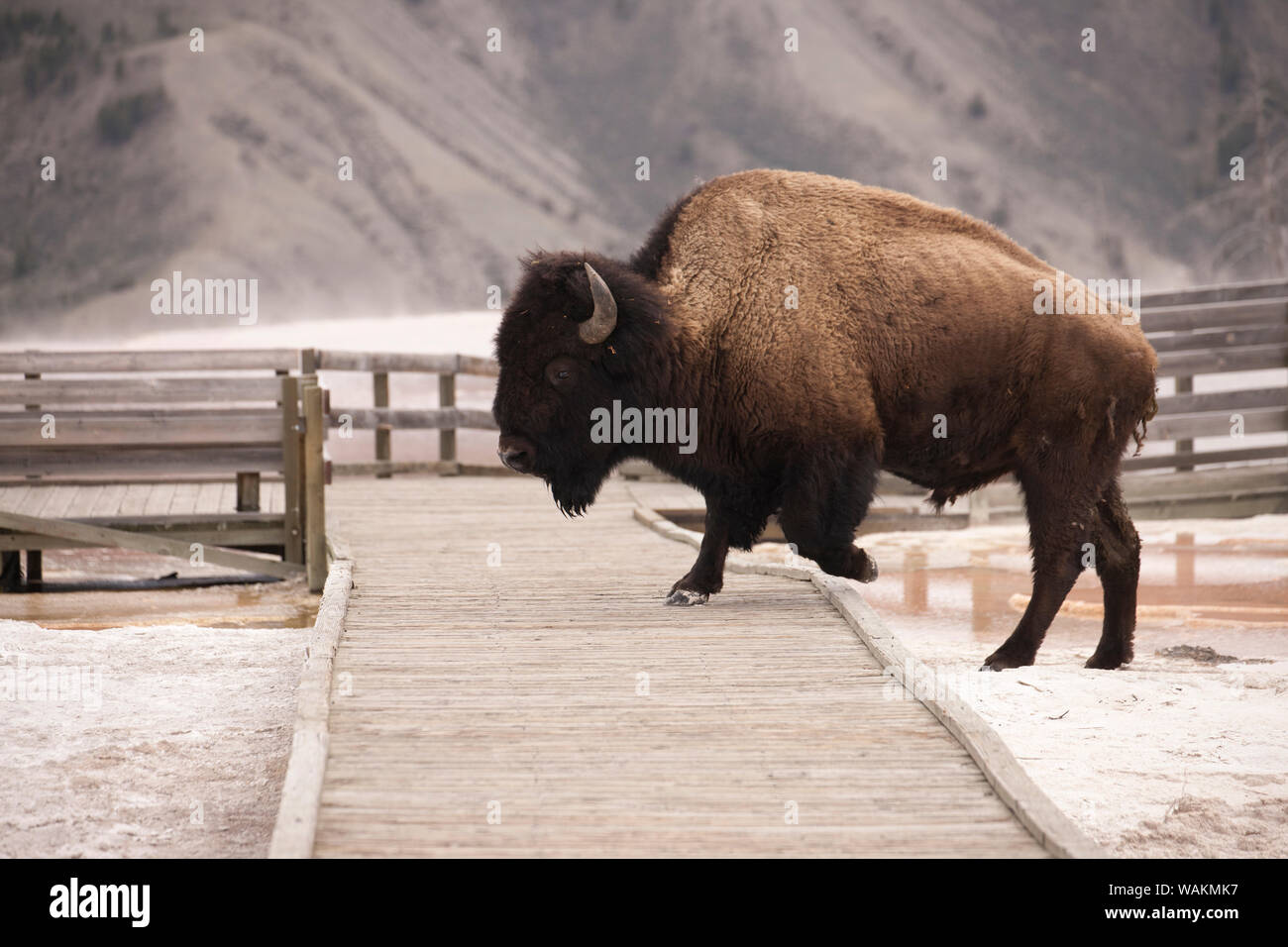Yellowstone National Park, Wyoming, USA. Bison climbing on boardwalk in calcium carbonate deposits in Mammoth Hot Springs. Stock Photo