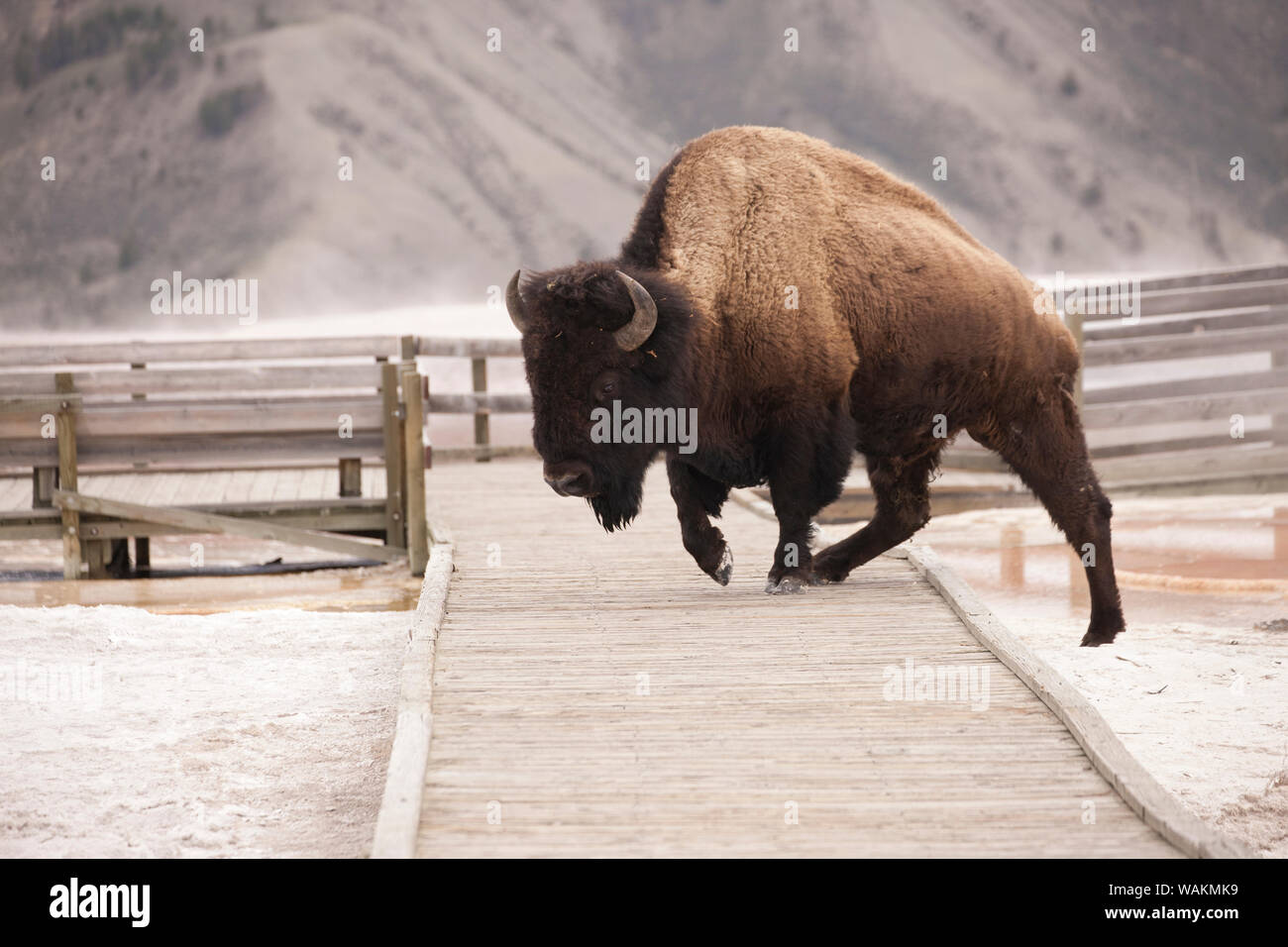 Yellowstone National Park, Wyoming, USA. Bison climbing on boardwalk in calcium carbonate deposits in Mammoth Hot Springs. Stock Photo