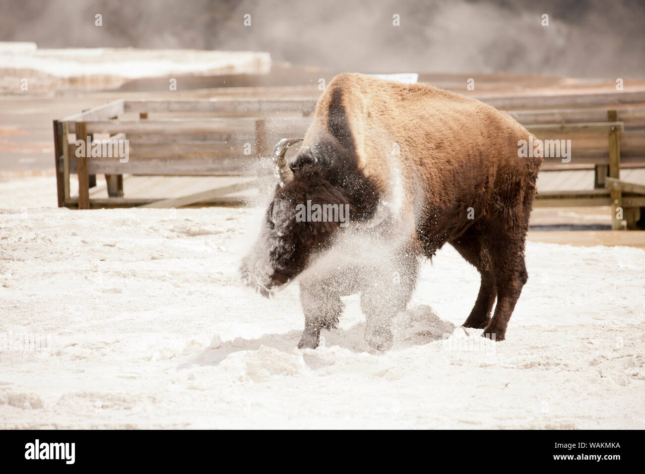 Yellowstone National Park, Wyoming, USA. Bison shaking off the calcium carbonate deposits in Mammoth Hot Springs. Stock Photo