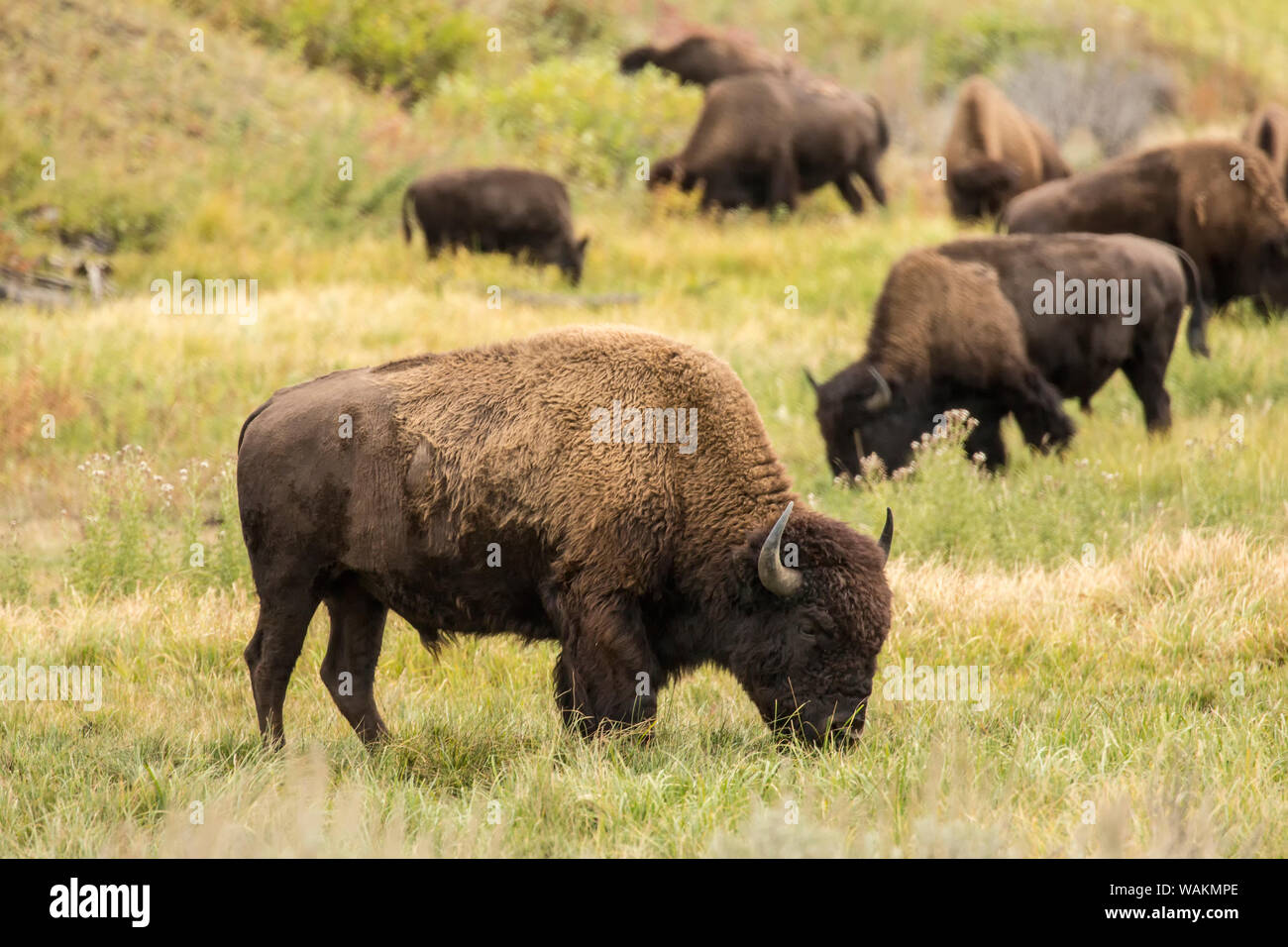 Yellowstone National Park, Wyoming, USA. American bison herd grazing. Stock Photo