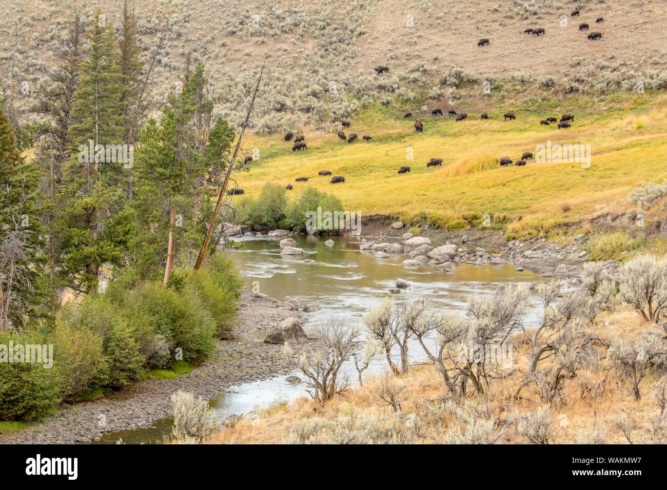 Yellowstone National Park, Wyoming, USA. Pebble Creek landscape in the Lamar Valley with bison herd grazing in the distance. Stock Photo