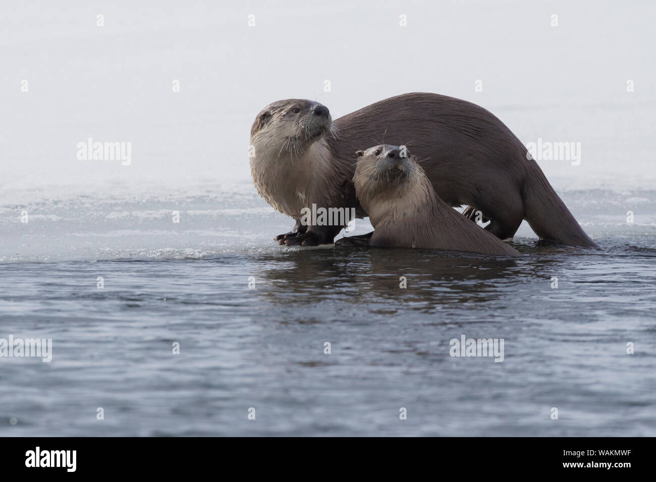 River otter pair Stock Photo