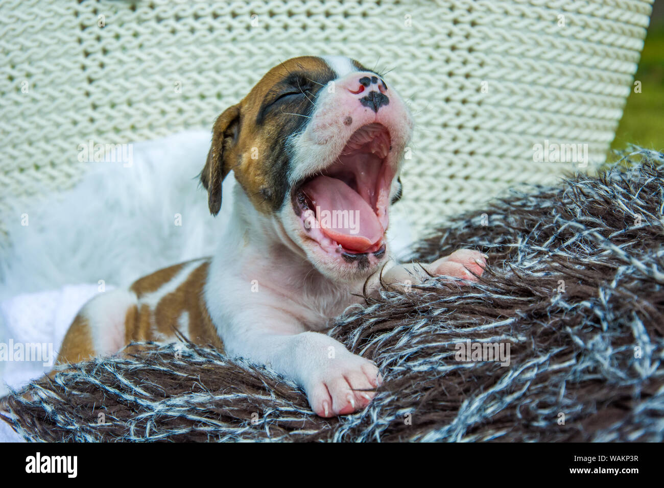 Yawning little boxer dog on the blanket Stock Photo