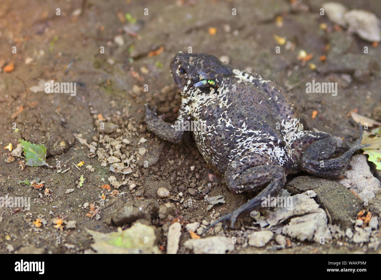 The green fly and insect larvae on the dead toad Stock Photo