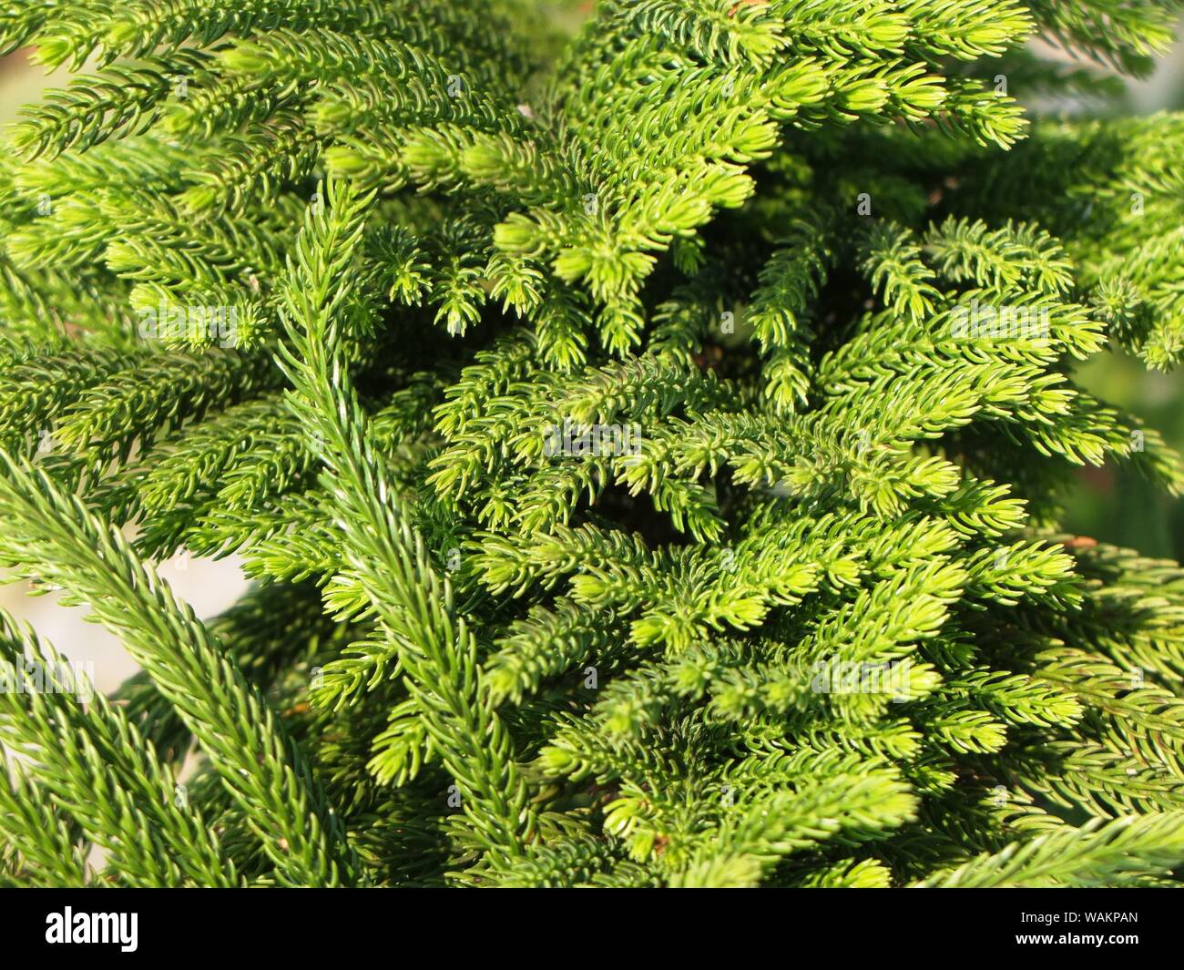 green leaf close up background Stock Photo - Alamy