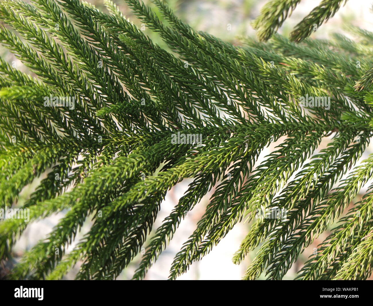 green leaf close up background Stock Photo - Alamy