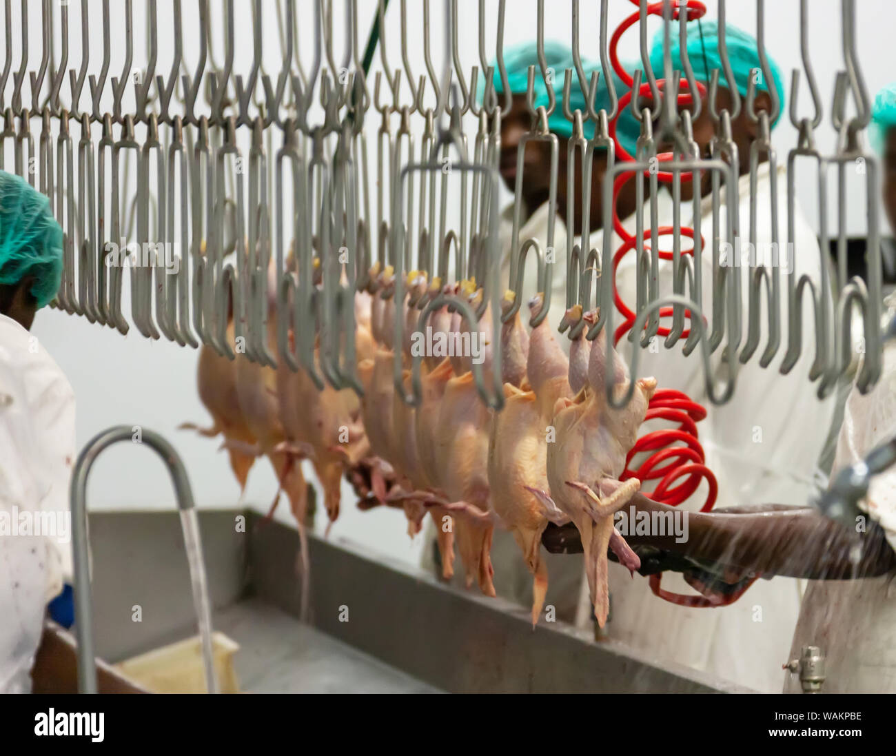 Meat abattoir africa hires stock photography and images Alamy