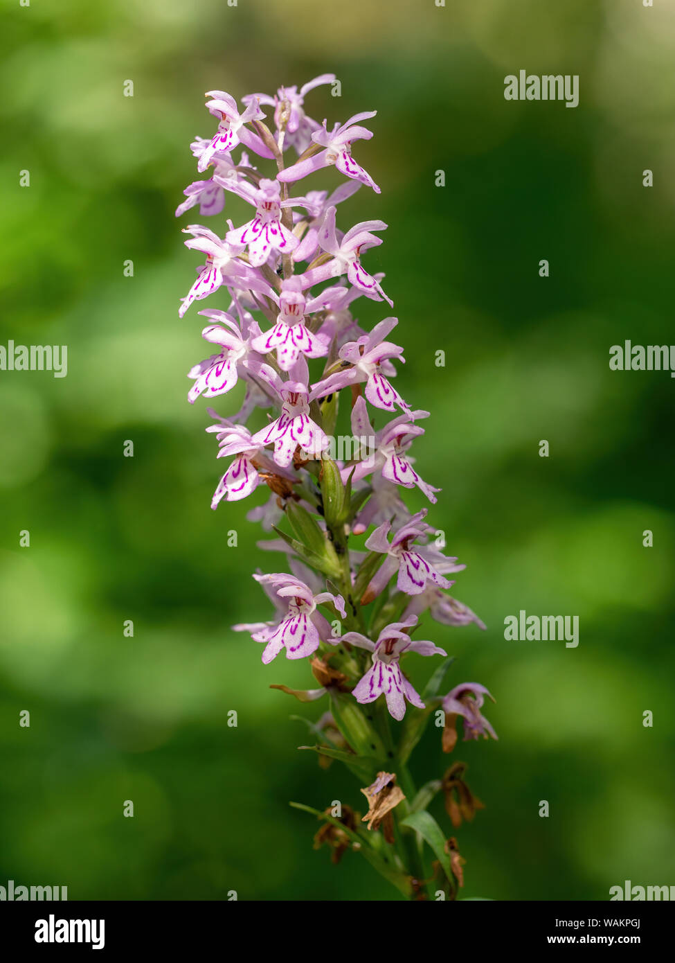 Dactylorhiza majalis aka marsh orchid in a summer meadow in Italy, with seed pods forming. Stock Photo