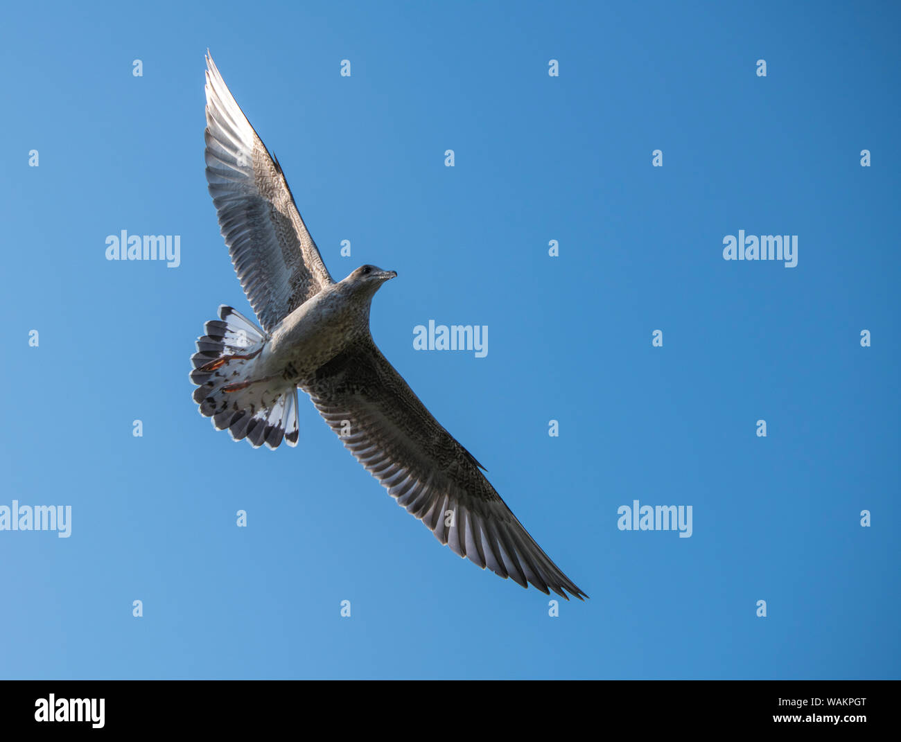 young seagull flying with blue background Stock Photo