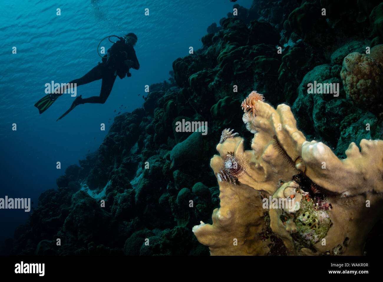 Diver explores the corals on the reef in Bonaire, Netherlands Antilles Stock Photo