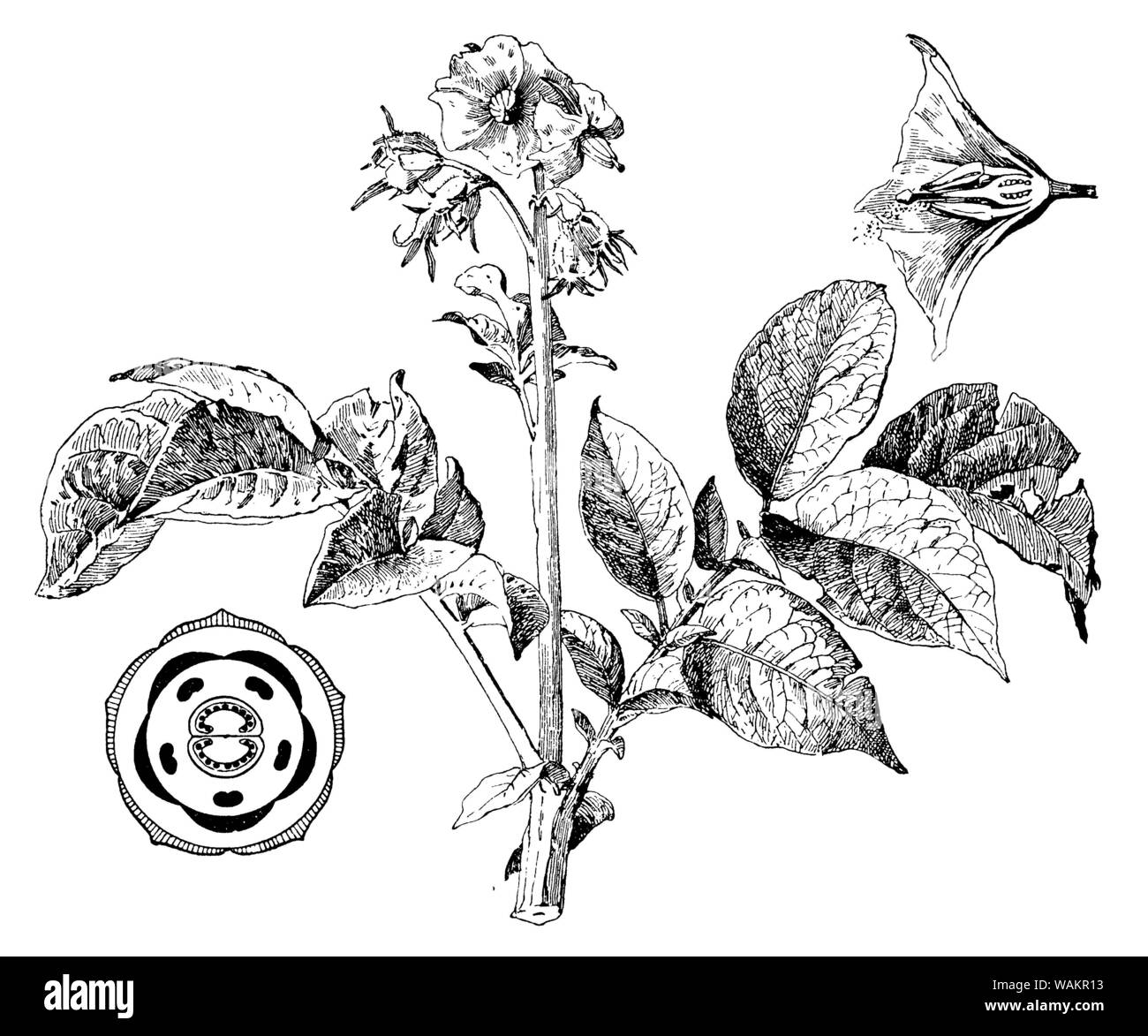 potato , Solanum tuberosum, anonym (botany book, 1909) Stock Photo