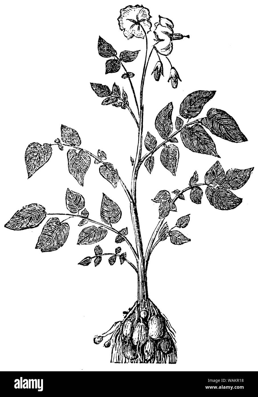 potato , Solanum tuberosum, anonym (biology book, 1881) Stock Photo