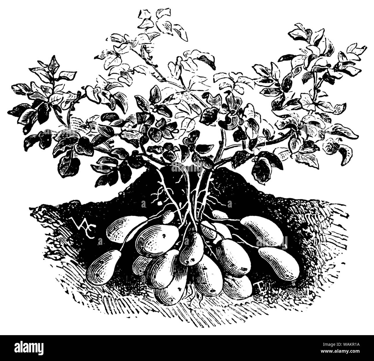 potato , Solanum tuberosum, VAC u. E. (garden book, 1911) Stock Photo