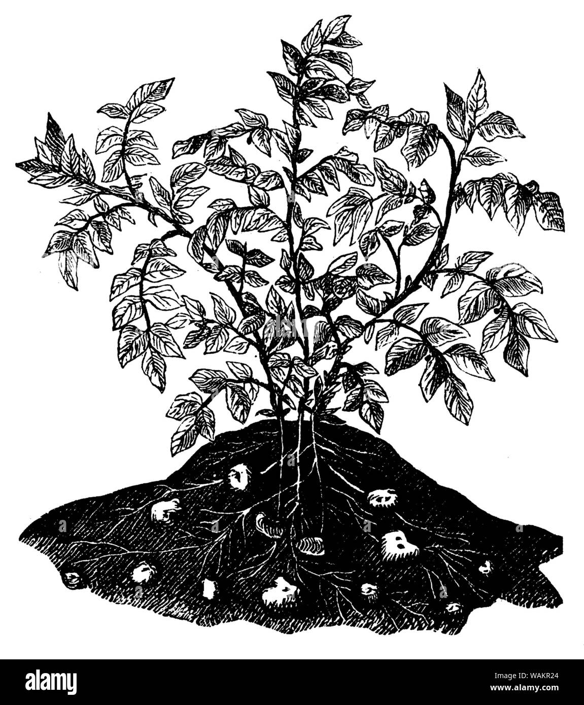 potato , Solanum tuberosum, anonym (cookbook, 1901) Stock Photo