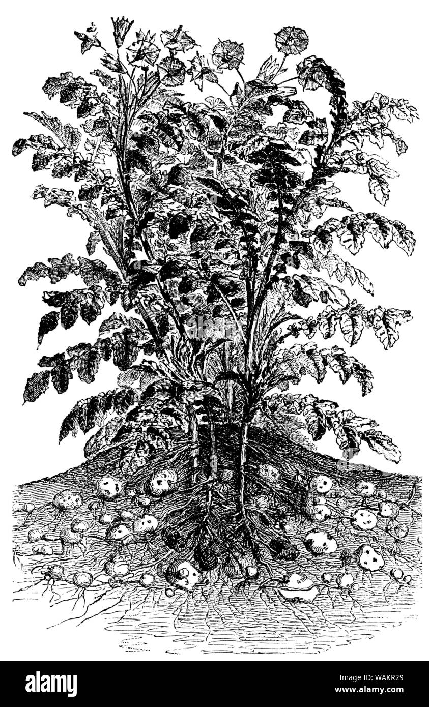 potato , Solanum tuberosum,  (encyclopedia, 1893) Stock Photo