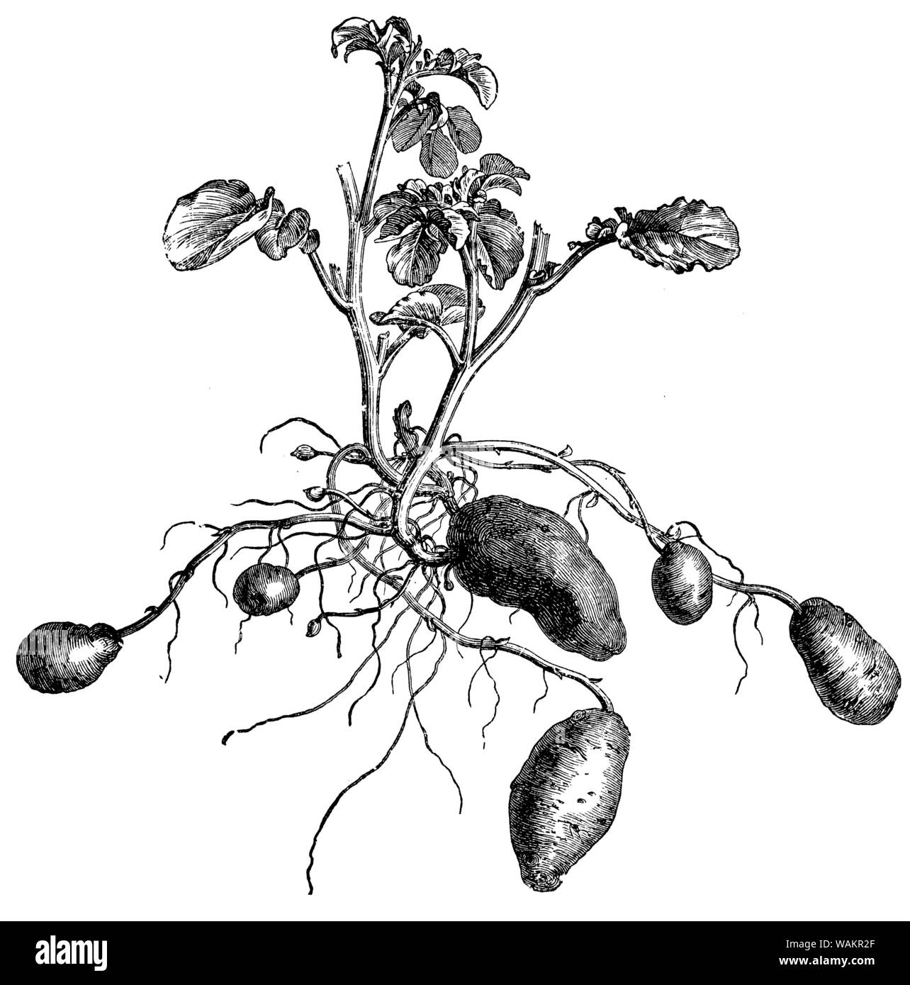 potato , Solanum tuberosum,  (cookbook, 1904) Stock Photo