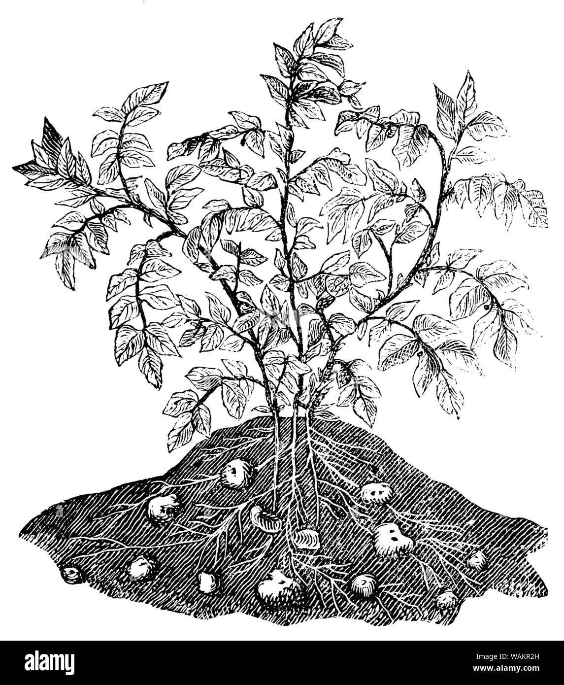potato , Solanum tuberosum,  (encyclopedia, 1900) Stock Photo