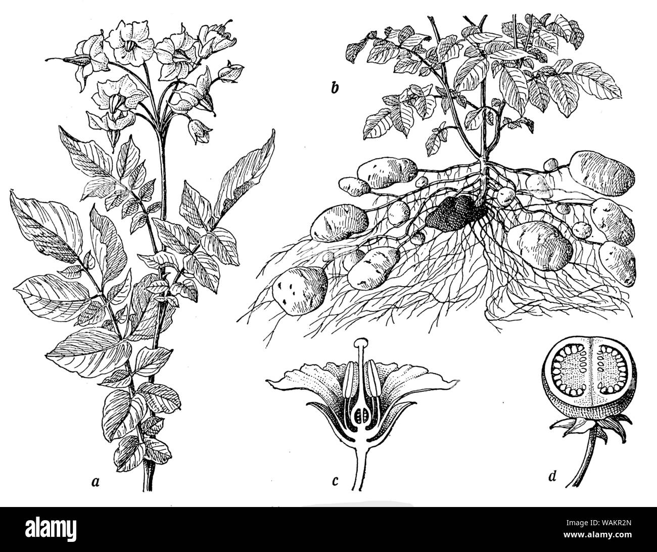 potato , Solanum tuberosum,  (biology book, 1941) Stock Photo
