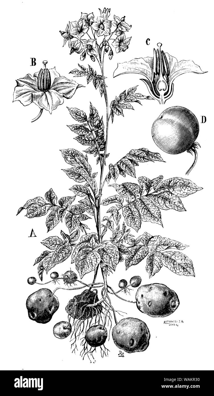 potato , Solanum tuberosum, Kutschera XA (botany book, 1898) Stock Photo