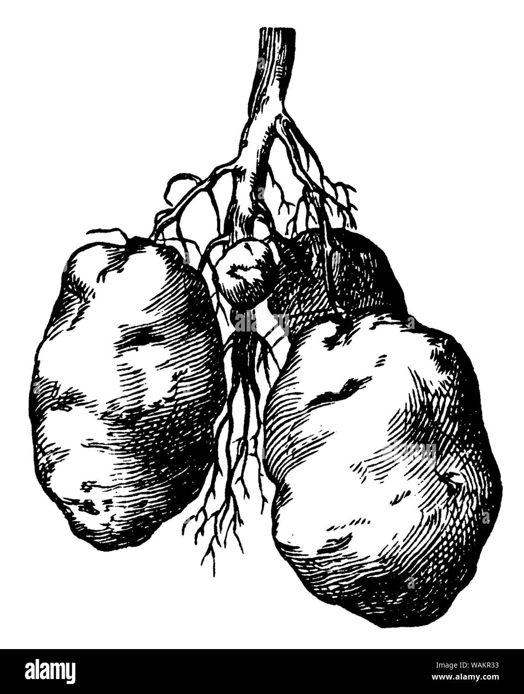potato , Solanum tuberosum,  (botany book, 1898) Stock Photo