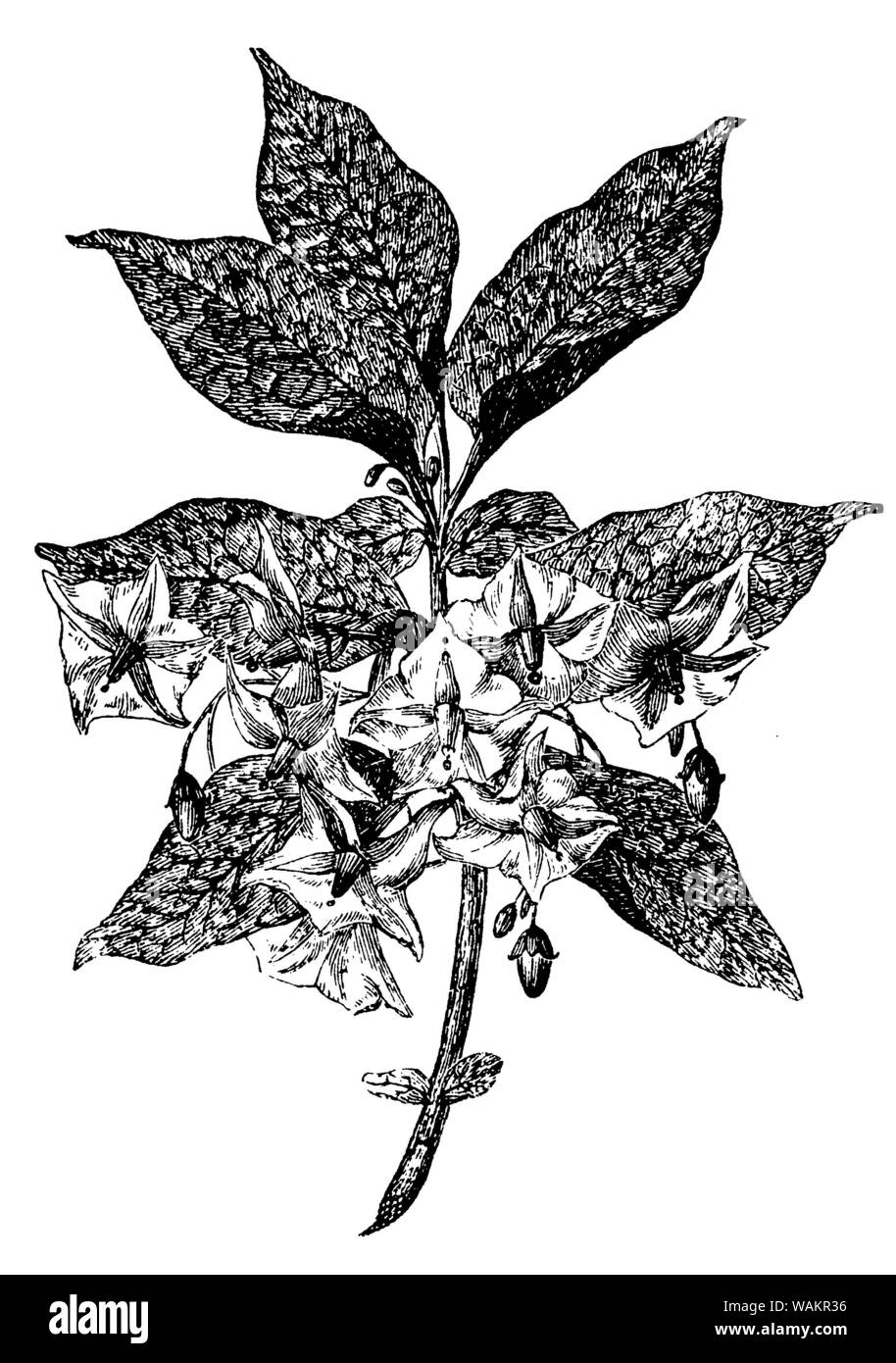 potato , Solanum tuberosum, anonym (biology book, 1888) Stock Photo