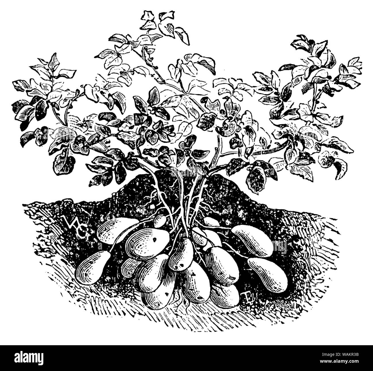 potato , Solanum tuberosum,  (garden book, 1912) Stock Photo