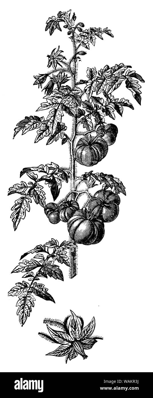 potato , Solanum tuberosum, H. Gedan u. A.W. (botany book, 1910) Stock Photo