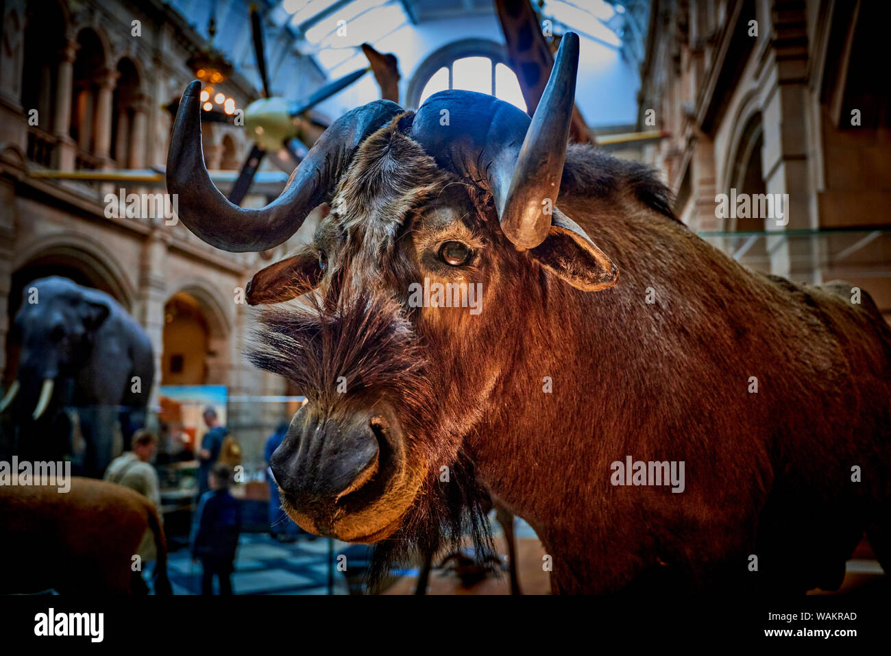 Kelvingrove (GLAS1) Stock Photo