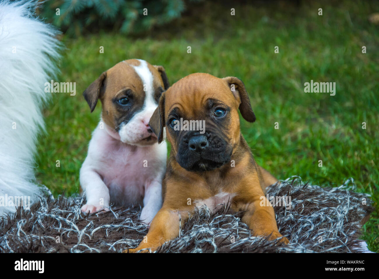 Two puppies of a boxer dog on a blanket Stock Photo