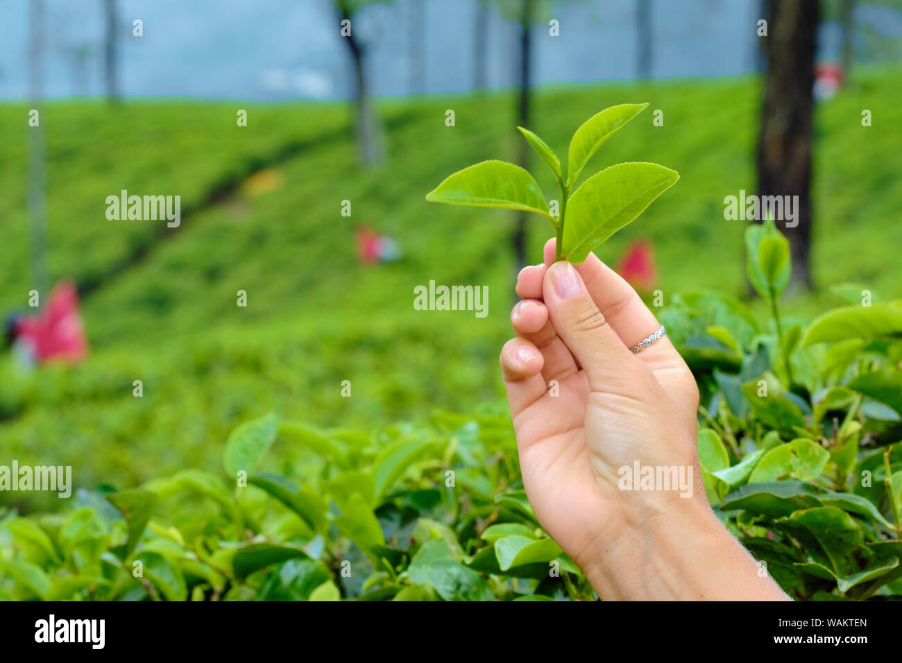 Hand Holding Green Leaves of Tea Plant Closeup. Background of Nature Agricultural Farming Organic Fresh Product Hill with Tree. Bush Fol Stock Photo - Alamy
